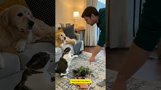 Watch This Cat Scream At His Breeder Who Blamed Him