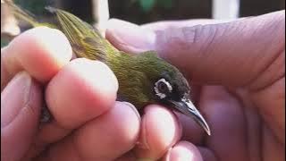 Burung Pleci Kepala Hitam Ciri - Ciri Jantan Black Capped Papua