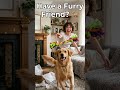 Get Paid to Test Pet Products Remotely! 🐕 (USA)