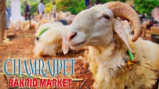 Bakrid 2022: Bangalore Chamrajpet Bakrid Sheep Market The Largest Bakrid Market in Karnataka