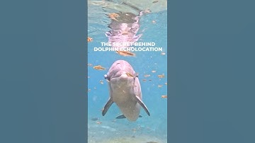 The secret behind a dolphin echolocation explained!