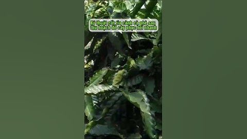 Kỹ thuật cắt tỉa cành cà phê #nongnghiepdaklak #tintuc #càphê #kythuatcaytrong #cafe #café