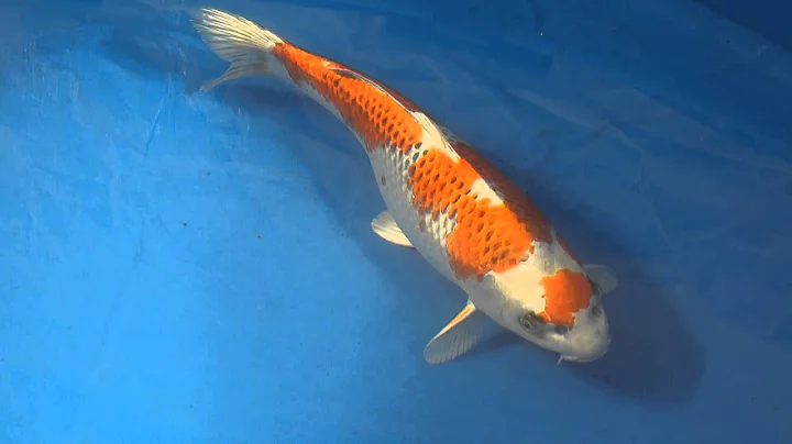 Koi Logic - Ogata Maruten Kujaku 46cm Ref: KL2014-127