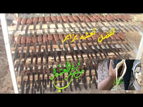 عشا كباب يزاير في موكب قمر العشيره