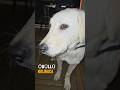 Barınaktan gelen köpeğin zeka testi