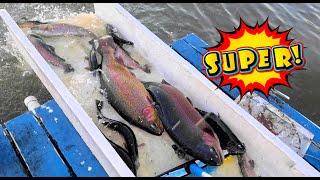 11/25/25 STOCKING MASSIVE 20+ POUND SUPER TROUT & SIERRA BOWS AT SANTA ANA RIVER LAKES Profile