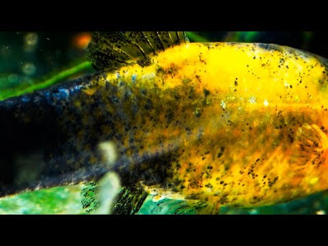 gold dust or golden panda molly under natural sunlight ᴴᴰ youtube