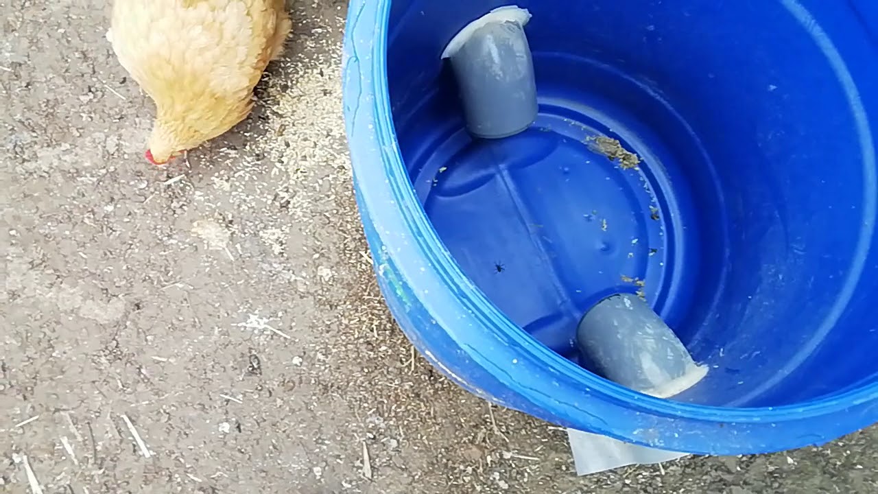 Abreuvoir Poule Fait Maison | Ventana Blog