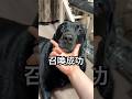 犬を召喚したら黒ラブが来ました