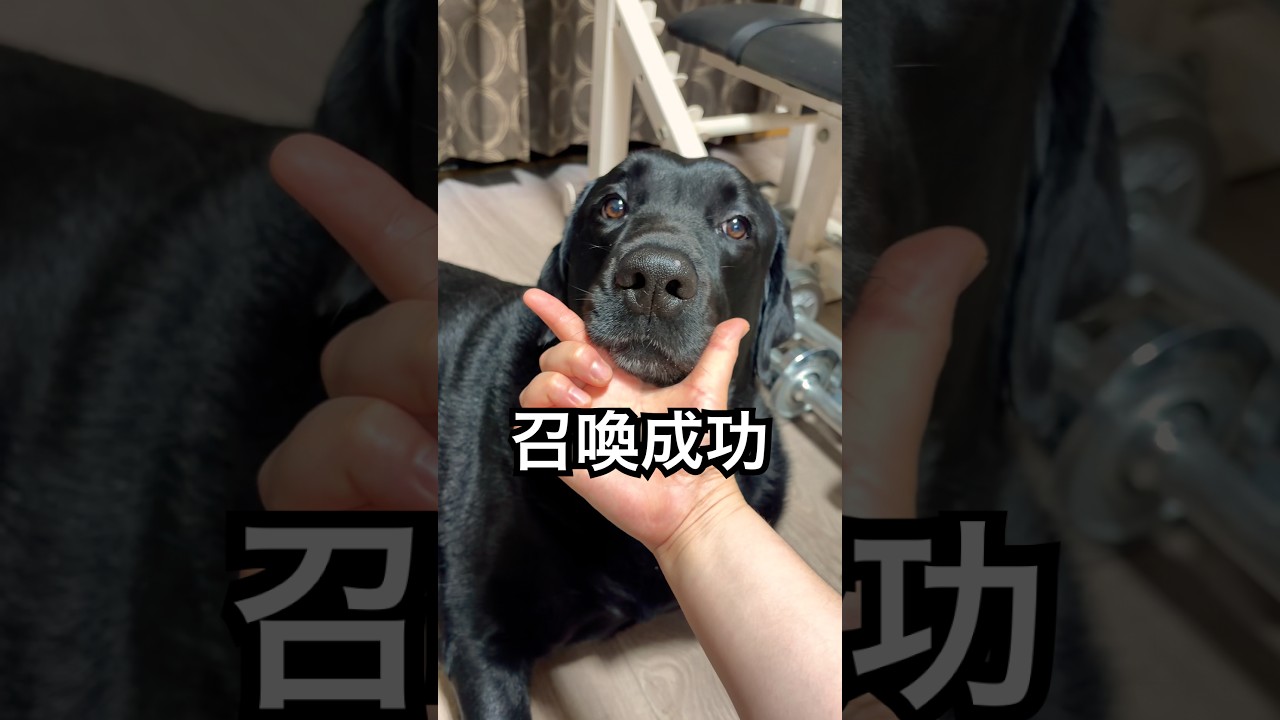 犬を召喚したら黒ラブが来ました