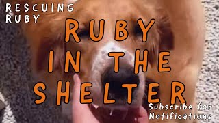 Ruby in the shelter, while we waited to adopt her | Sofia (supermama) from Takis Shelter
