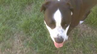 Bain; Old English Bulldog and Labrador Retriever Mix. Dog Rescue. Dog Adoptions