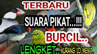 SUARA PIKAT BURCIL TERBARU....!!