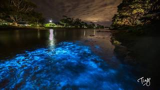 澳洲塔斯馬尼亞的藍眼淚Tasmania Noctiluca scintillans