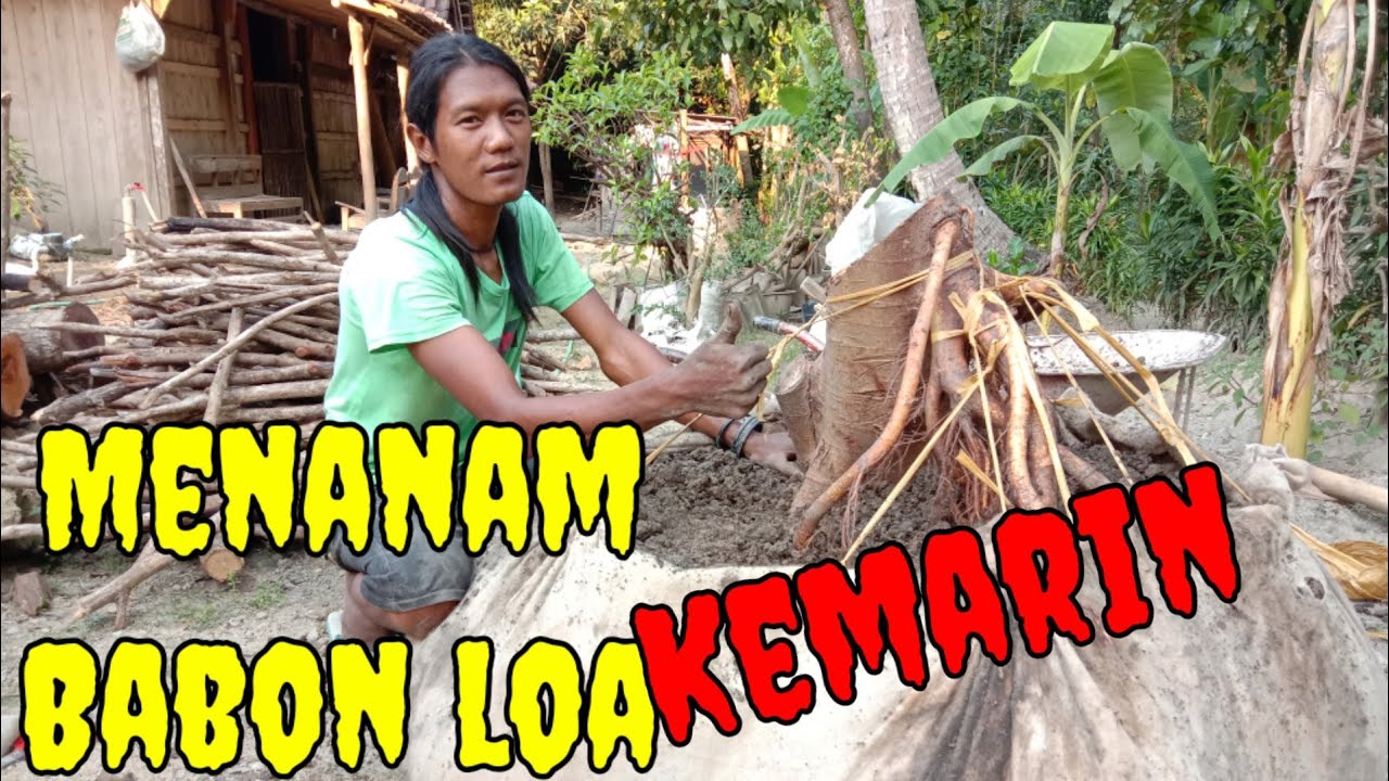 Cara menanam pohon loa yang sederhana 