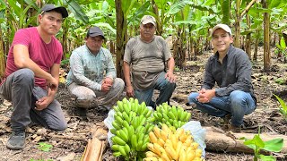 En la huerta de Plátano dominico o enano ¿Cómo es la semilla? | Cosechando y empacando