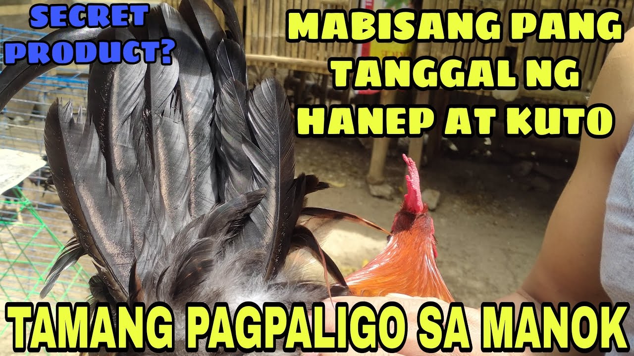 TAMANG PAGPAPALIGO SA MANOK | MABISANG PANG TANGGAL NG HANEP AT KUTO | WARRIOR TV