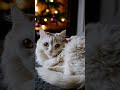 A White Long-Haired Cat by the Christmas Tree 🎄 | Cozy Holiday Vibes #christmas #catlover #shorts