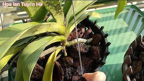 Tại sao cây lan ngọc điểm trồng mãi vẫn chưa ra rễ, cách khắc phục