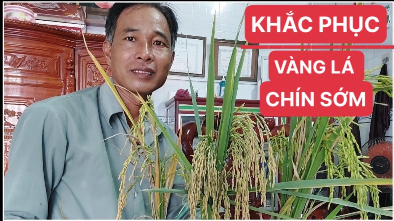 Khắc phục vực lá chân,vàng lá 9 sớm.chia sẽ trồng lúa.
