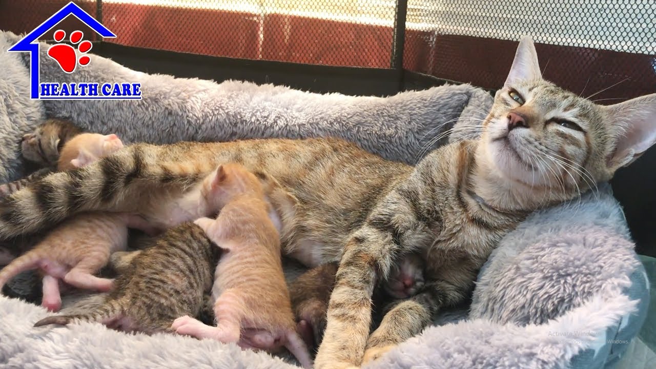 Мама-кошка наслаждается жизнью, кормя новорожденных котят