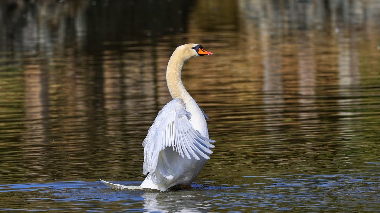 Kuğu  /  Mute Swan  / Cygnus olor