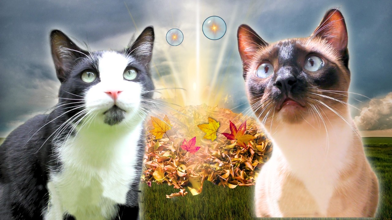 CAT VOICE OVER COMPILATION:  Adorable Talking Cats Meet a Fairy | Episode 13