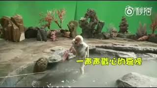 Cute Ying King Shi (Ma tianyu)