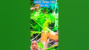 Cách Ghép Cây Đu Đủ #bamboo #reproduction #farming #garden #shortvideo
