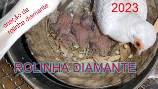 ROLINHA DIAMANTE/ CRIAÇÃO 2023 by Anésio M. V. B 1,116 views 4 months ago 11 minutes, 32 seconds