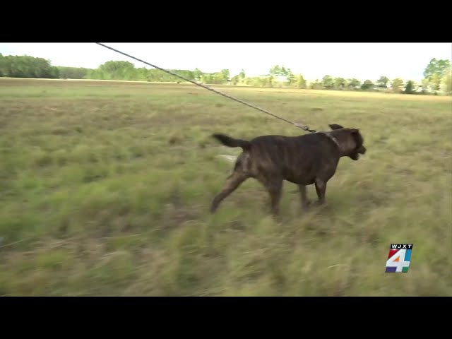 Dog potentially injured following clash with off-duty officer and