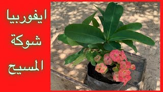 صبار ايفوربيا شوكة المسيح ، زراعته وطريقة إكثاره | How to plant Euphorbia