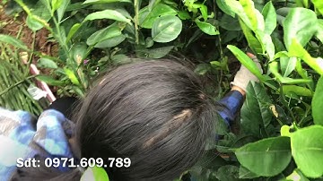 Bưởi Ruby Ghép đoạn cành và ghép mắt lên cây thực sinh