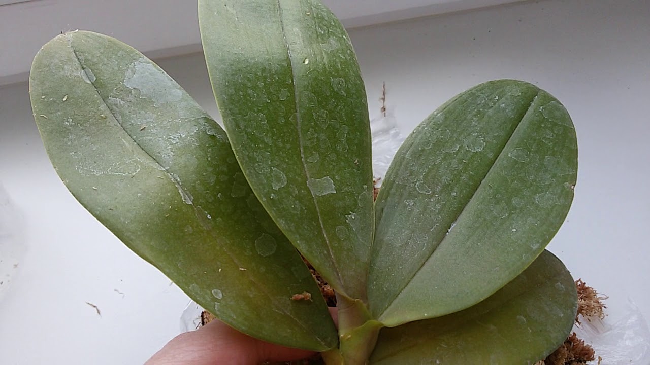 ГНИЛЫЕ КОРНИ У Brother Sara Gold ЧАСТЬ 1