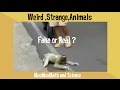 Animal Habitats and Unique Traits