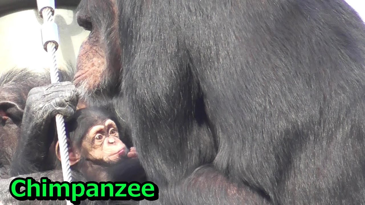 Tama chimpanzee family #860 チンパンジー一家の日常【Cute animal