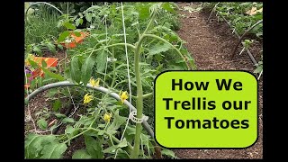 How we trellis our Tomatoes to increase productivity! Also the first pruning of indeterminate plants