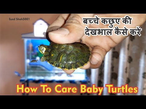 How To care baby Yellowbelly Slider Turtle  कछुए के बच्चे की देखभाल कैसे करें