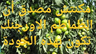 كيفية زراعة الطماطم الاورجنيك ومدي جودتها وكمية محصولها مش حتصدق