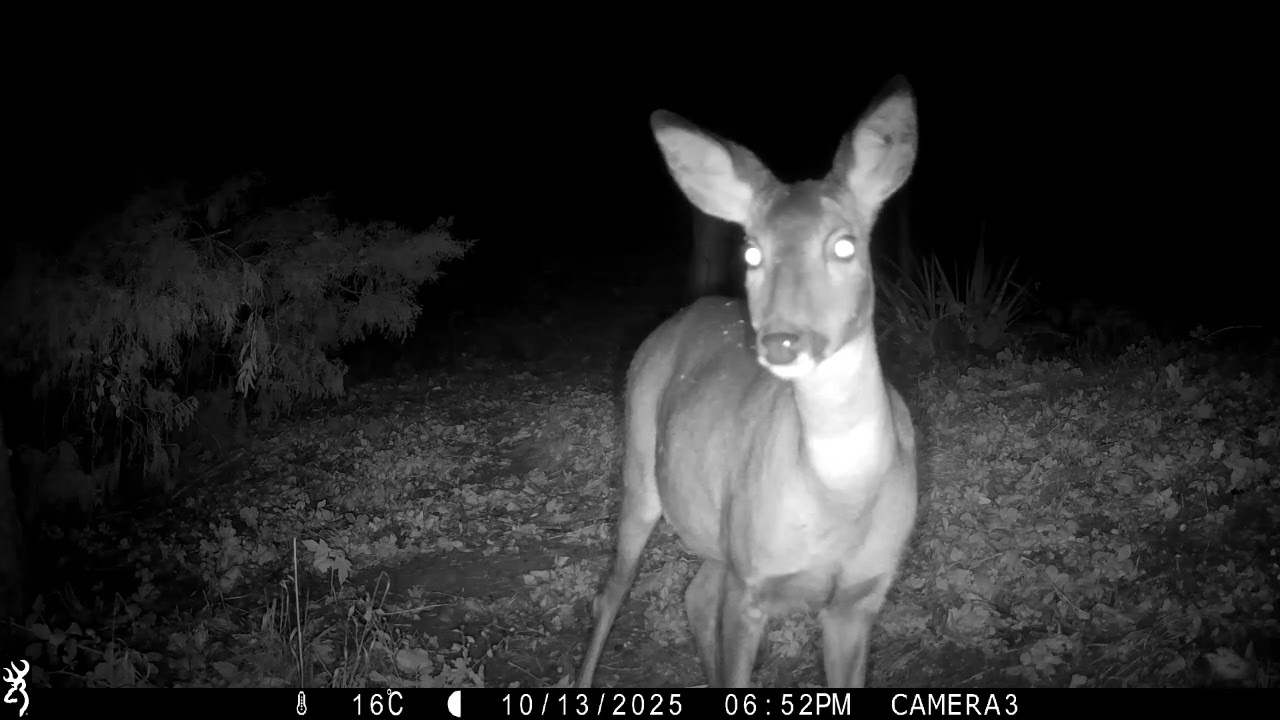 Interesting to see | Roe deer spooks muntjac