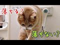 風呂に入ってきた猫は湯船に落ちる？落ない？；猫おもしろ動画