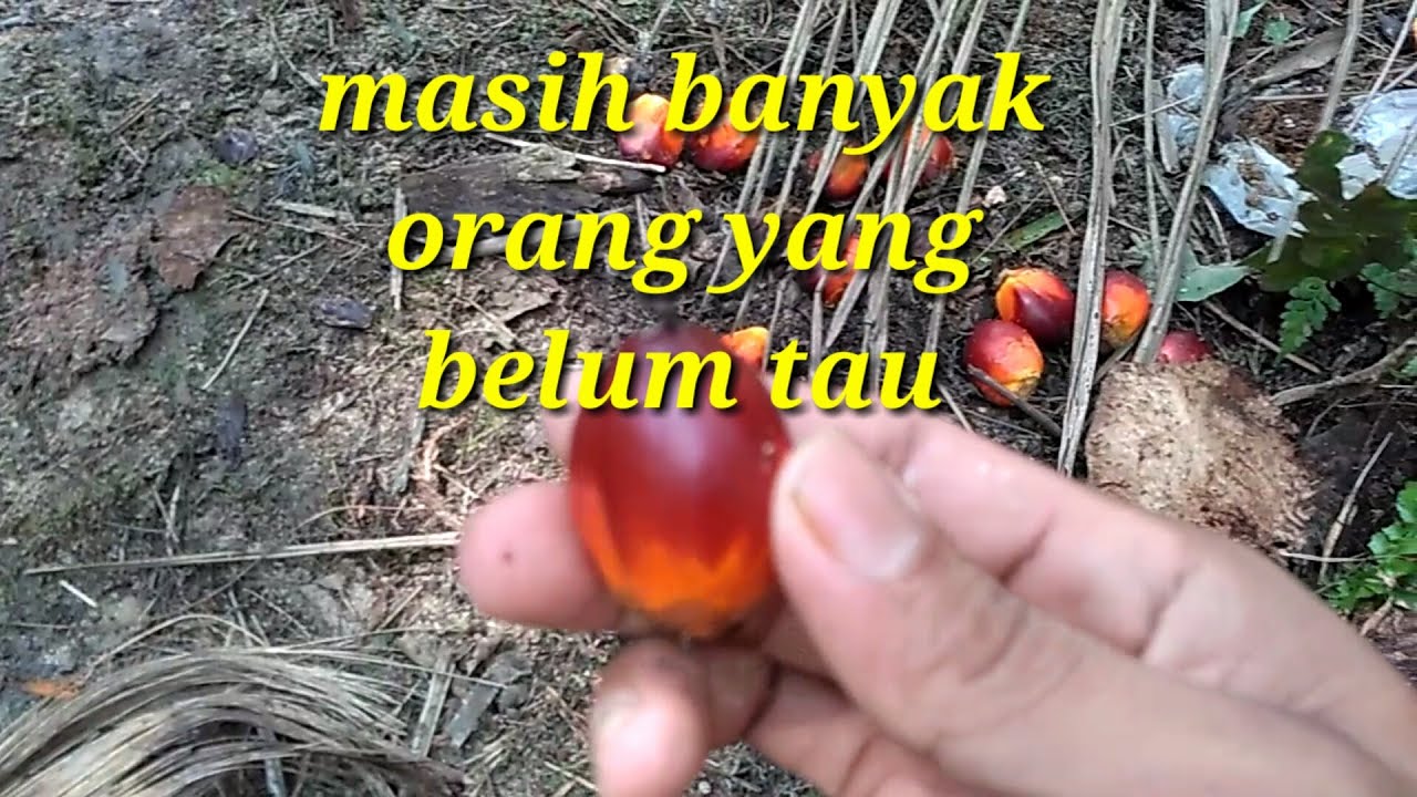 Cara membedakan brondolan sawit jantan dan betina