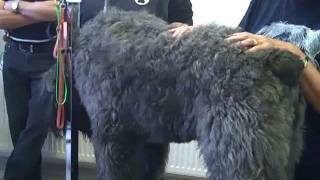 Janet's Bouvier Des Flandres Grooming School