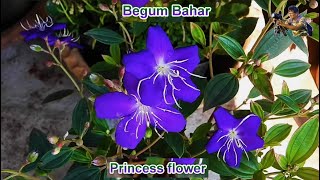 Begum Bahar  -   Tibouchina Plant   -  Princess flower plant