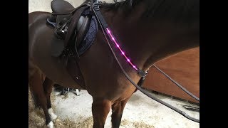 LED breastplate for Horses