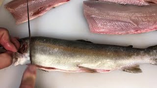 Filleting my Rainbow Trout and Removing Trout Pin Bones