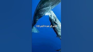 سورة النجم للشيخ ياسر الدوسري تلاوه خاشعه