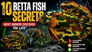 10 BETTA FISH SECRETS MOST OWNERS DISCOVER TOO LATE Noticias