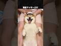 柴犬が日本No.1の犬だと確信できる動画 #柴犬 #犬 #いぬ #動物