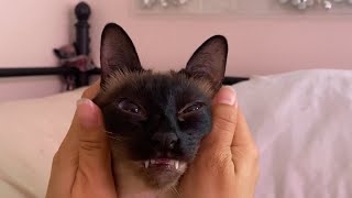 The ultimate massage #cat #funny #cute #siamese #viral